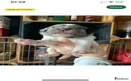 Bernedoodle dogs for sale: Blue Merle/Tri/Blue White Standard Bernedoodle. - Image 12