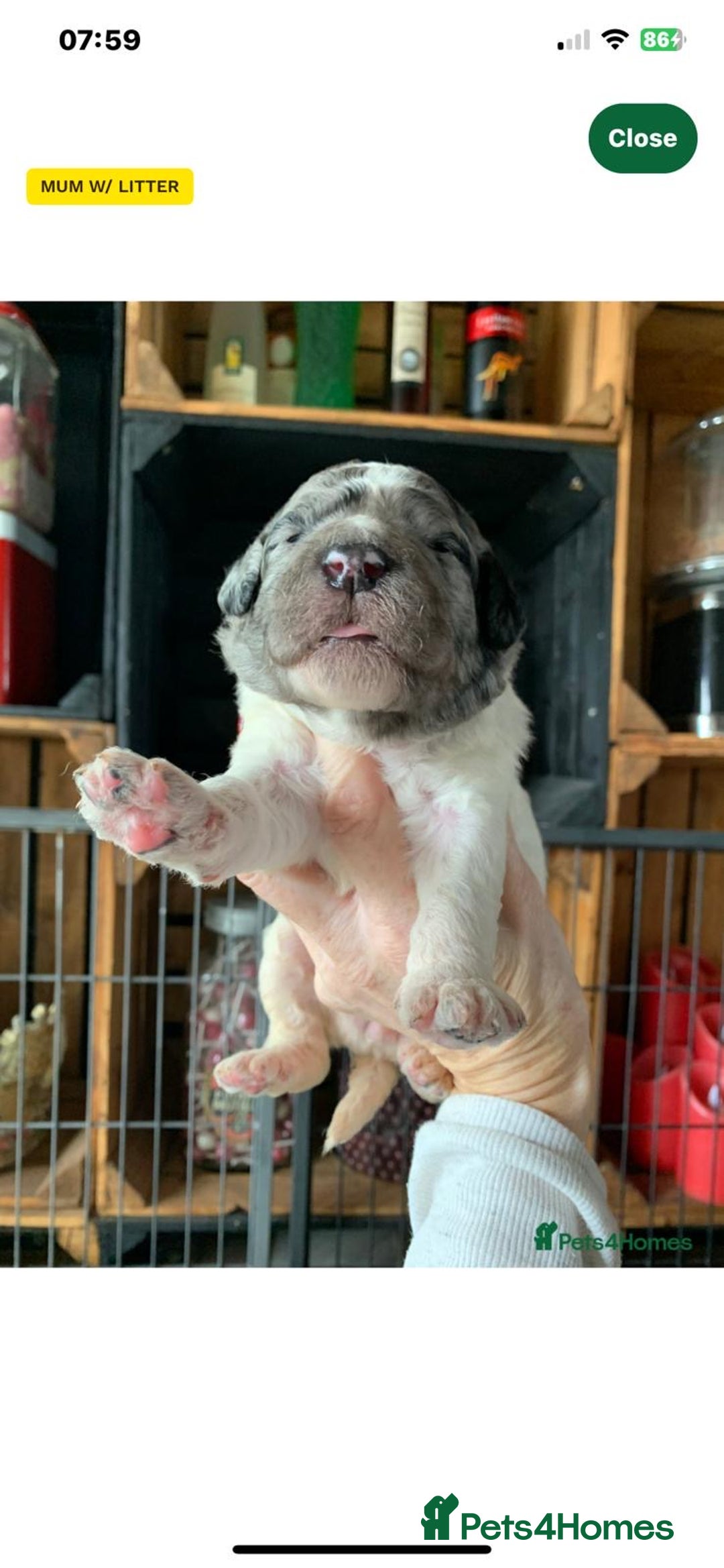 Bernedoodle dogs for sale: Blue Merle/Tri/Blue White Standard Bernedoodle. - Image 12