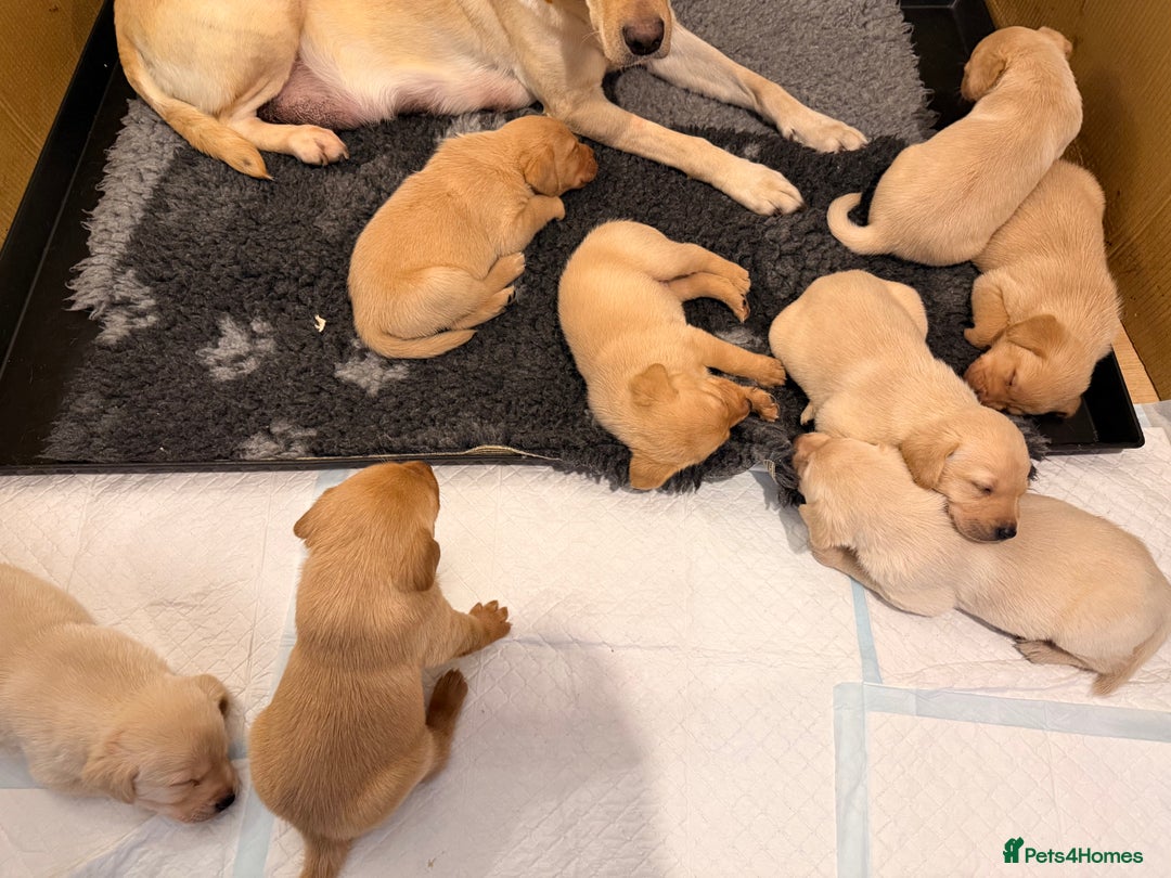 Labrador Retriever dogs for sale: Stunning Labrador puppies  - Advert 9