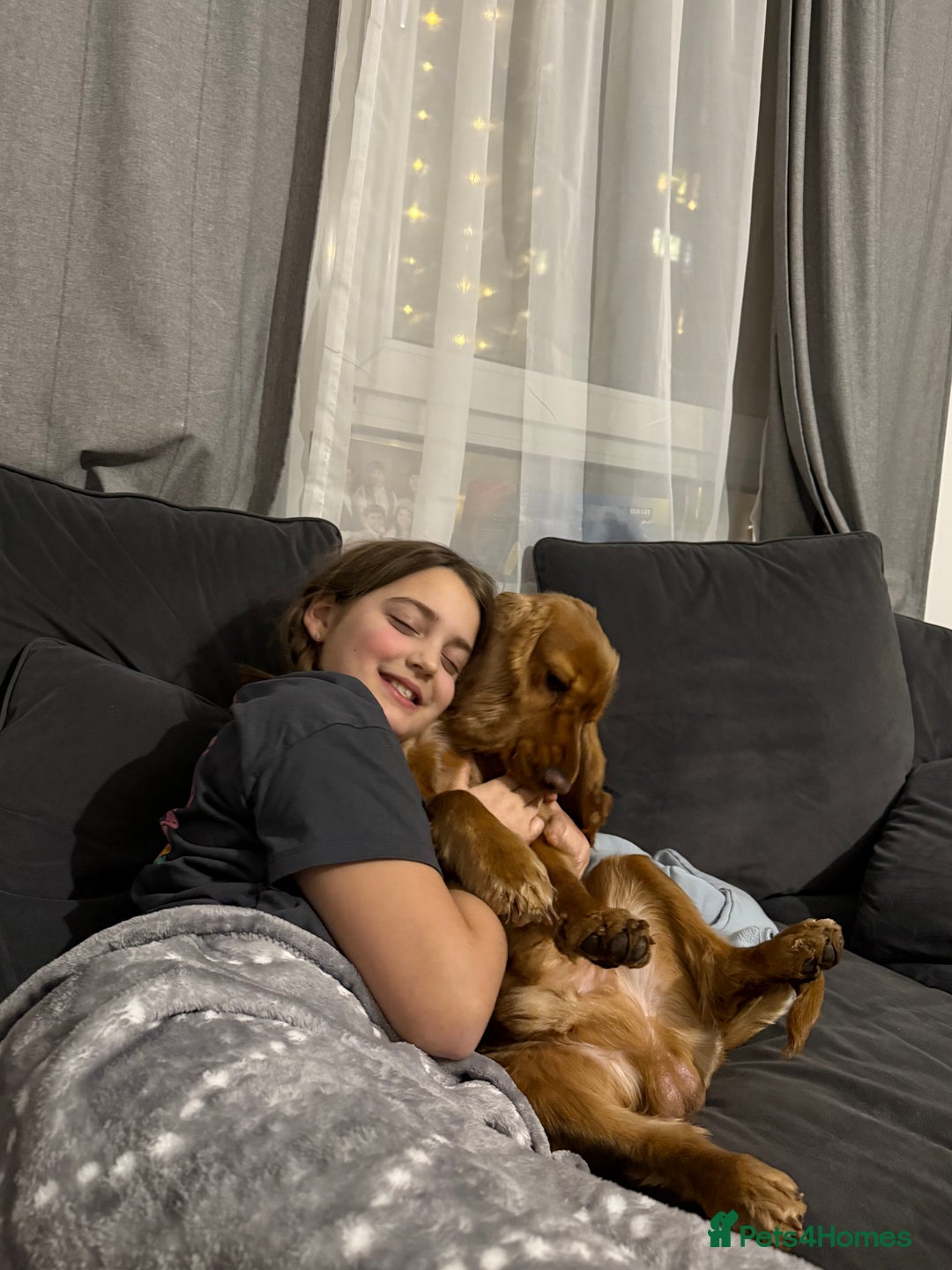 Cocker Spaniel dogs for sale: (Almost) 2 Year Old Cocker Spaniel Boy 🩵 - Advert 12