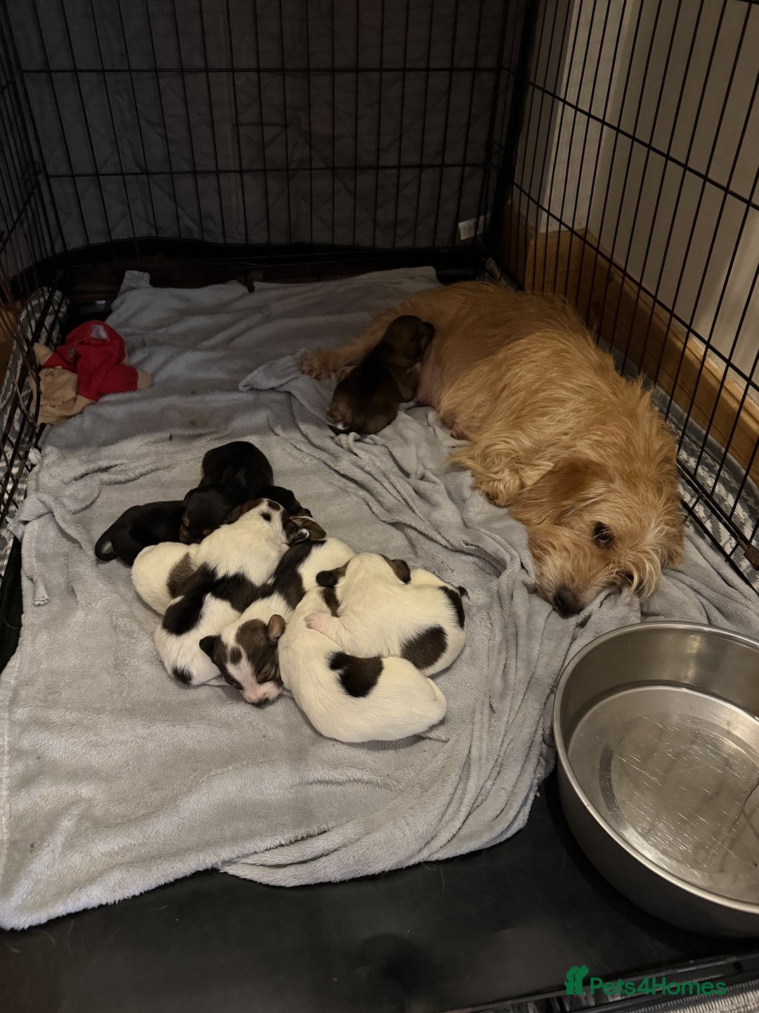 Mixed Breed dogs for sale: Jack Russel Pups in Machynlleth - Image 2