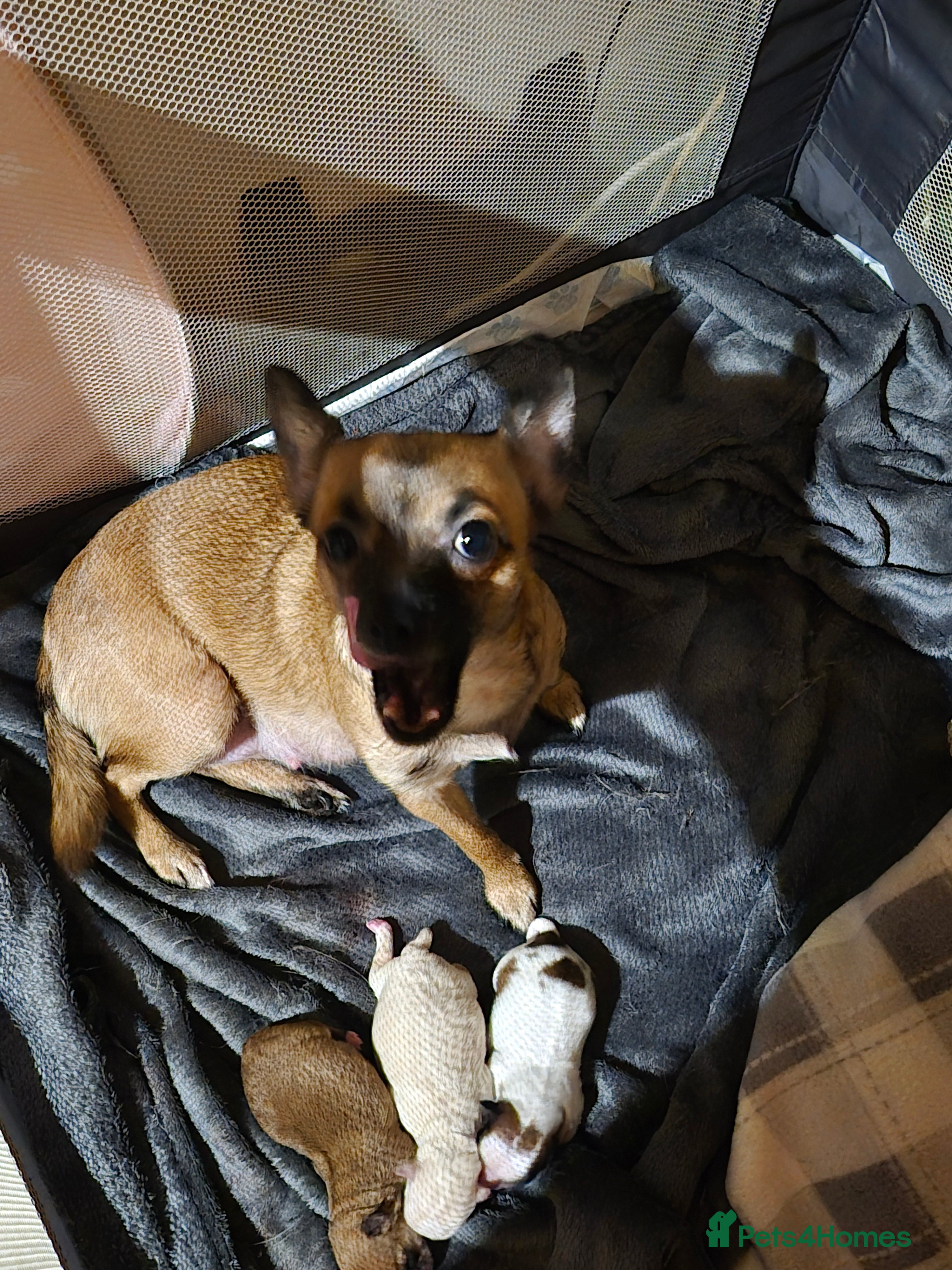 Chihuahua dogs 3 females pups for sale - Advert 2