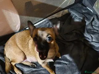 Chihuahua dogs 3 females pups for sale - Advert 2