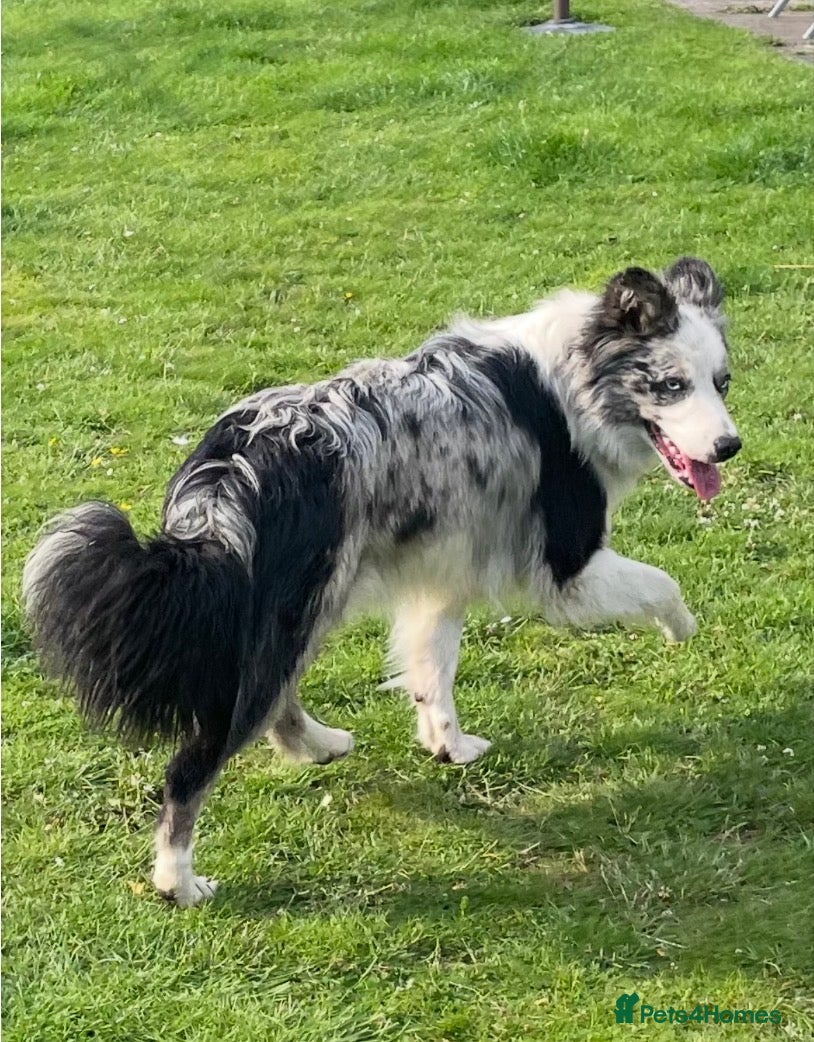 Border Collie dogs Moss for Stud (ISDS & KC Registered) - Advert 1