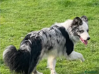 Border Collie dogs Moss for Stud (ISDS & KC Registered) - Advert 5