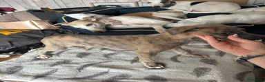 Whippet Puppy 3