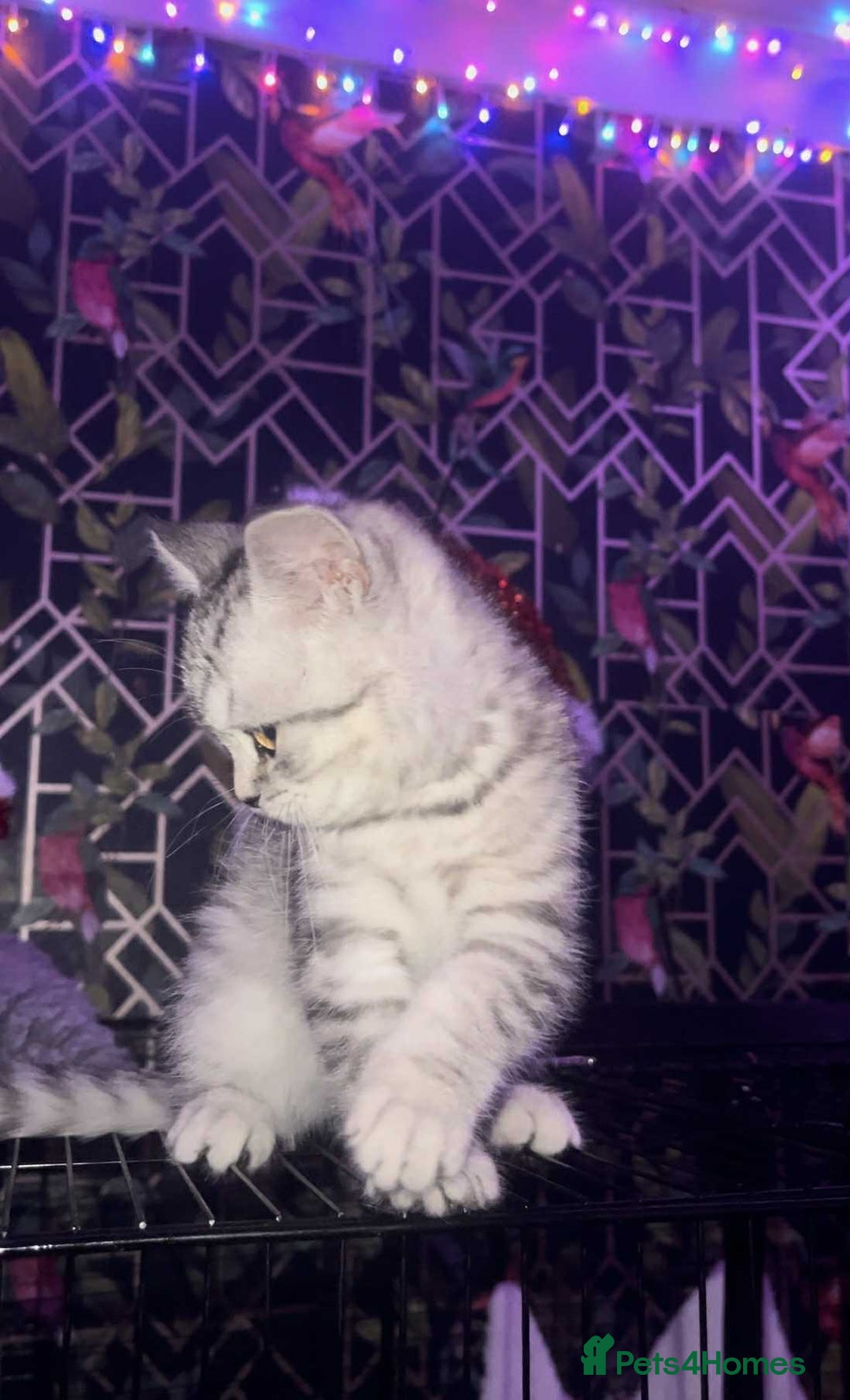 British Shorthair cats for sale: Beautiful bsh kitten, last one left!  - Advert 5