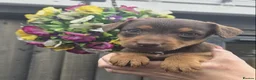 Mixed Breed dogs for sale: Stunning Lakeland Terrier/Poodle Puppies - Advert 3