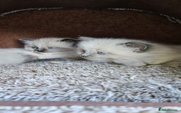 Ragdoll cats for sale: Pure Breed Ragdoll Kittens 1 Boy and 1 Girl - Image 1