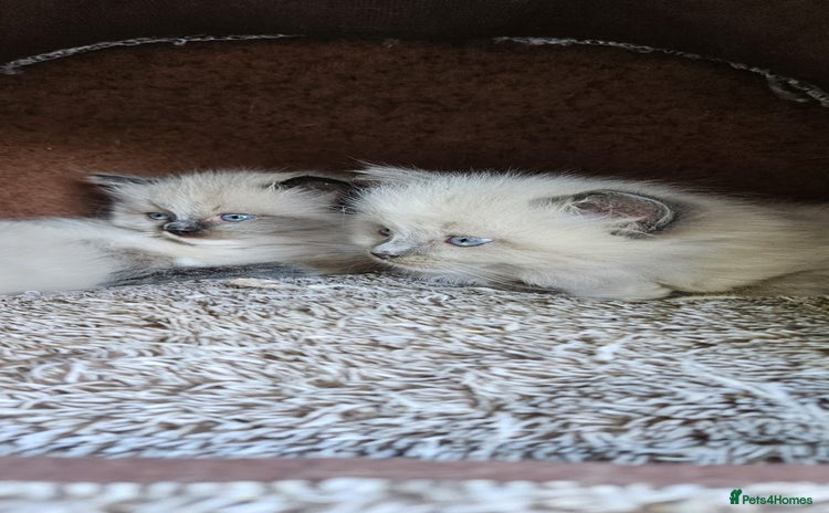 Ragdoll cats - Advert 3
