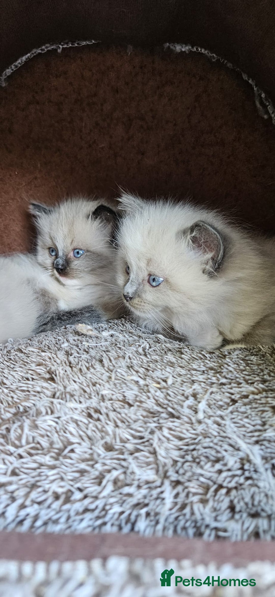 Ragdoll cats for sale: Pure Breed Ragdoll Kittens 1 Boy and 1 Girl - Image 1