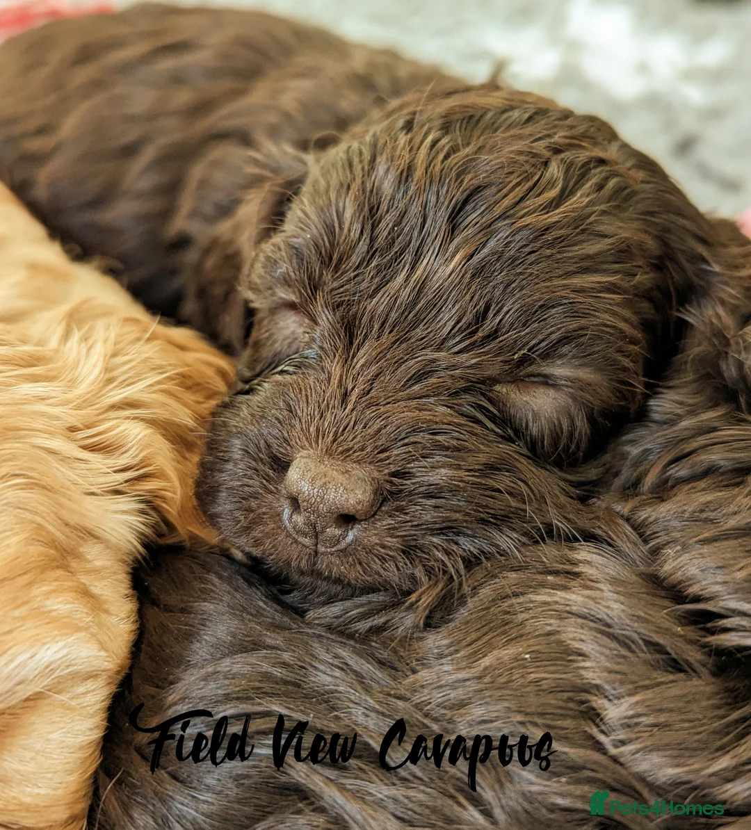 Cavalier King Charles Spaniel dogs for stud: 1st KC Registered Chocolate Cavalier Stud In UK!!  in Sutton Coldfield - Advert 19