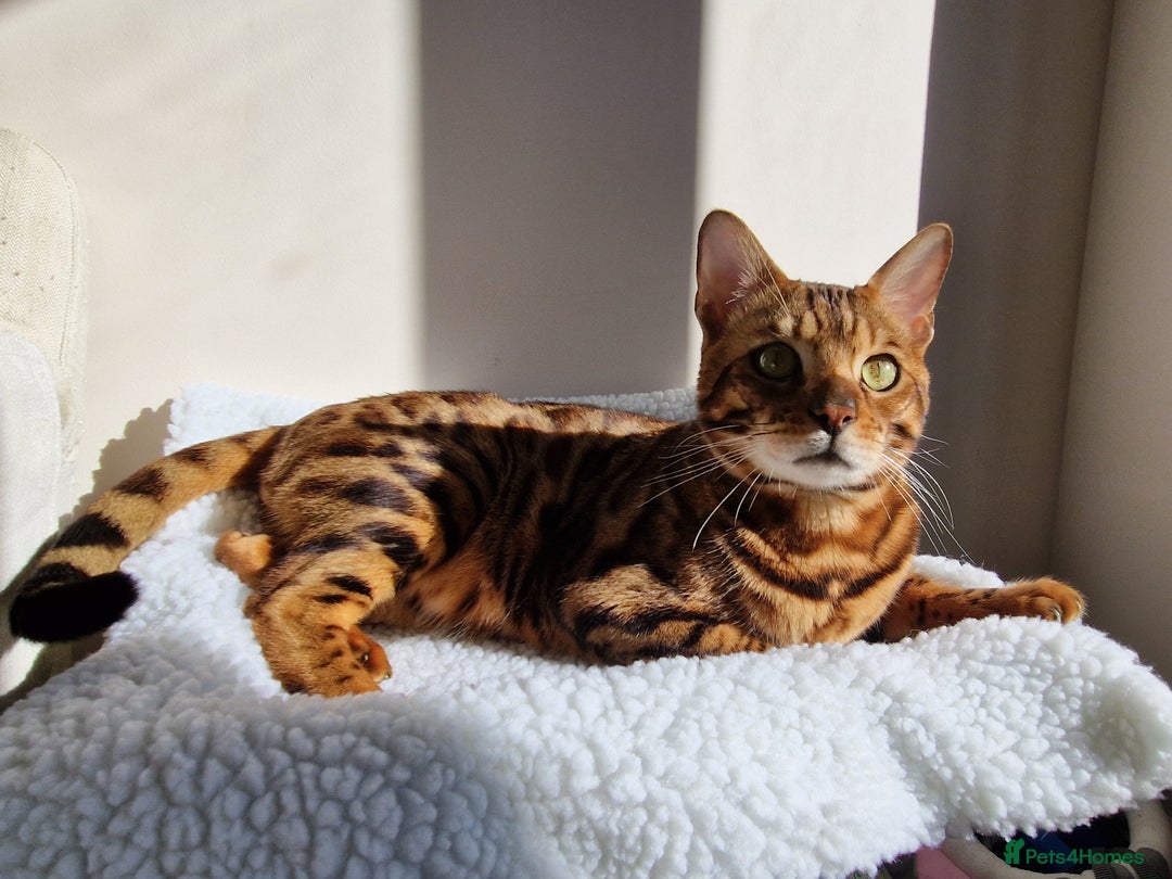 Bengal cats for sale: Gorgeous Bengal Glitter Boy - Advert 10