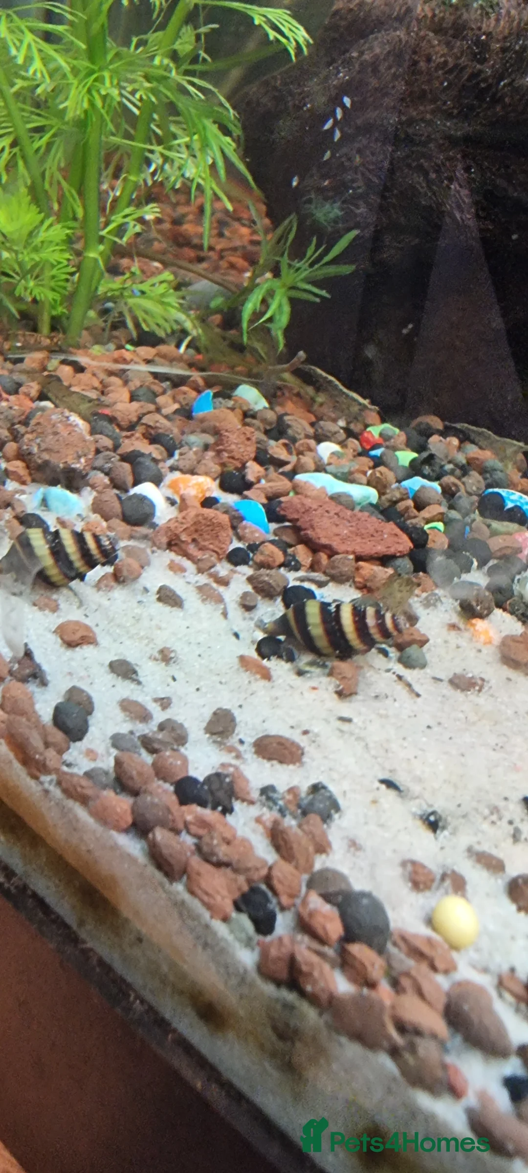 Snails fish for sale: Assasins snails - Advert 3