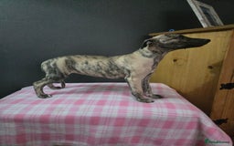 Whippet dogs for sale: ✅️ Ready to leave - KC whippets 🧡 - Image 24