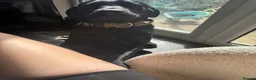 Labrador Retriever dogs for sale: Black lab  - Advert 4