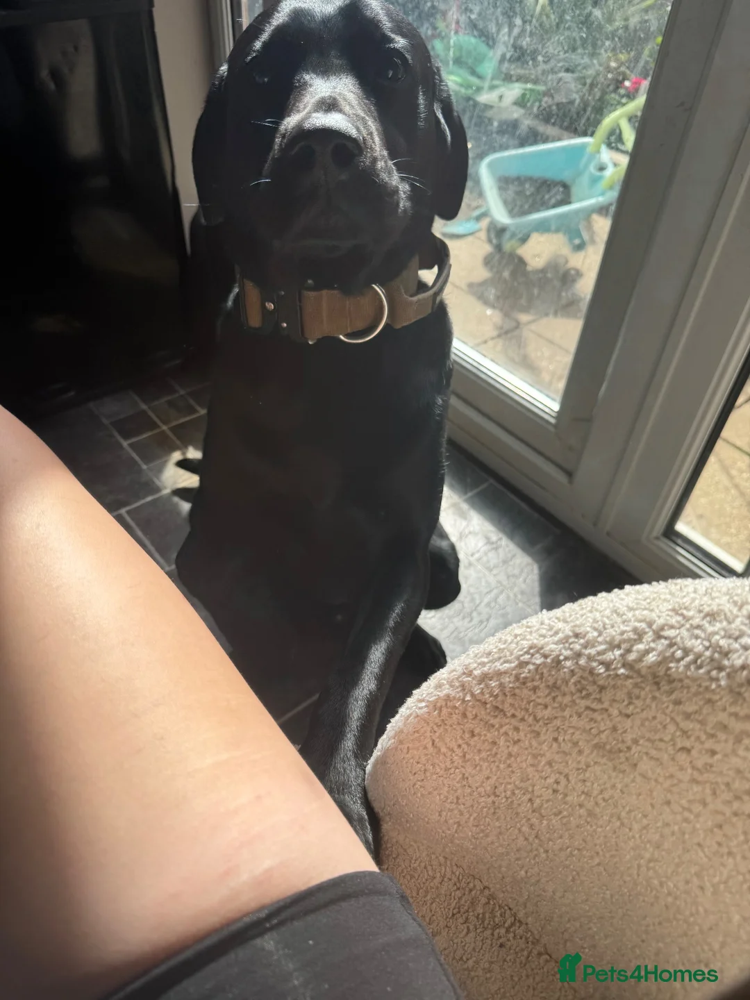 Labrador Retriever dogs for sale: Black lab  - Advert 4