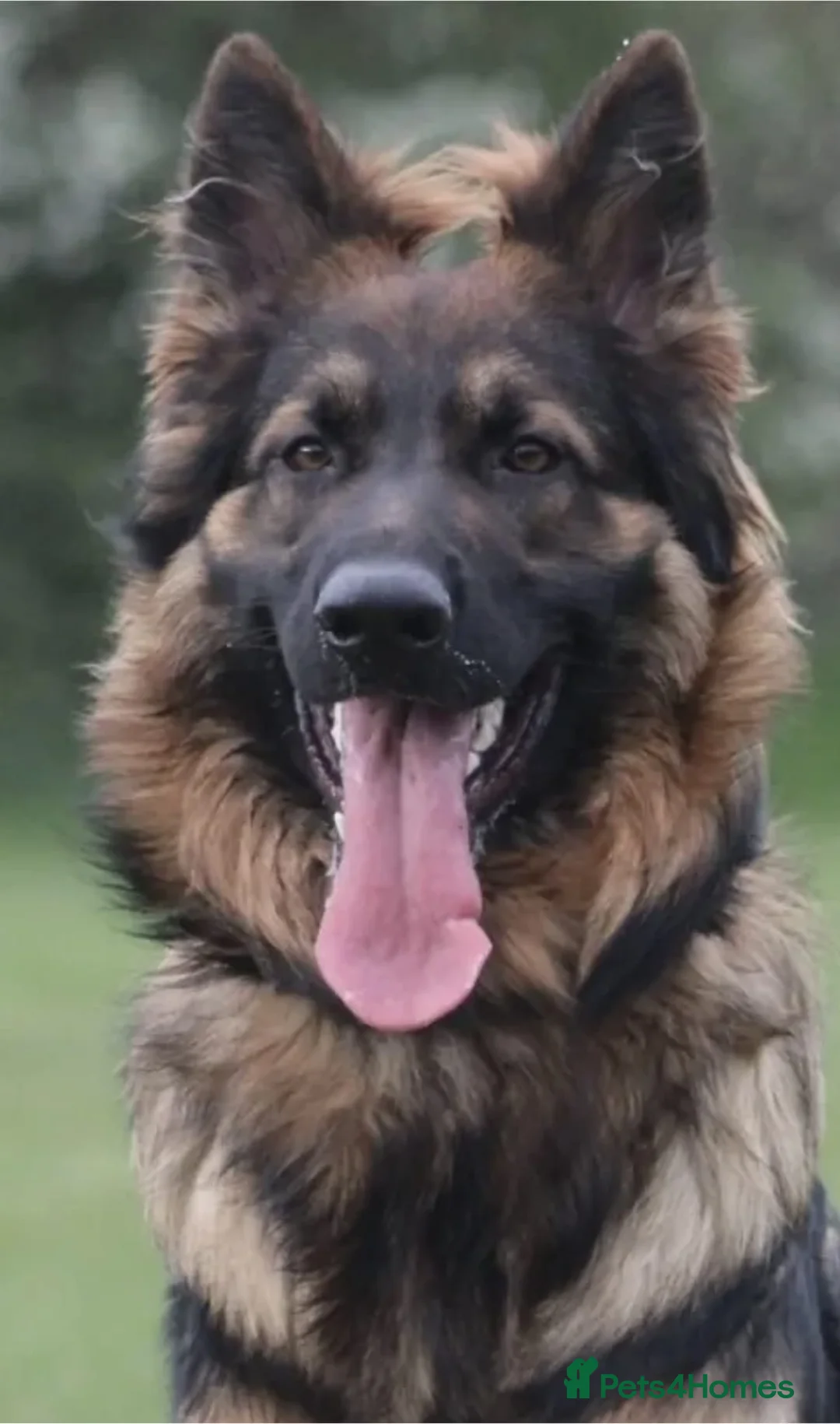 German Shepherd dogs for sale: KC reg Health Tested Gsd in Tonbridge - Advert 22