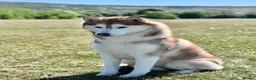 Siberian Husky dogs for sale: Beautiful KC registered Siberian husky  - Advert 8