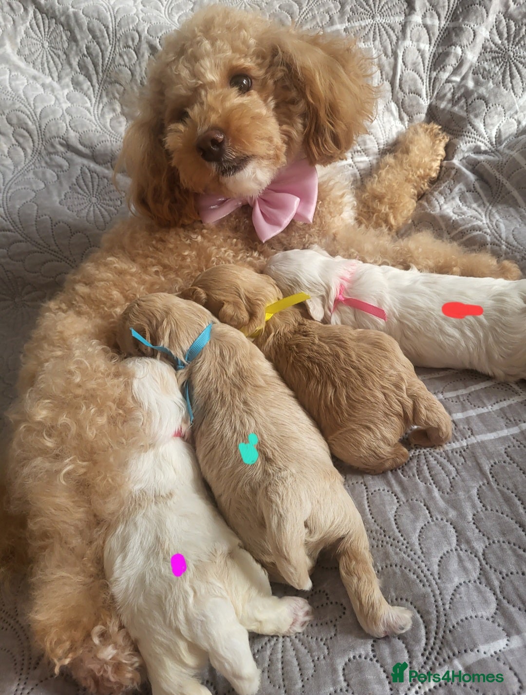 Maltipoo dogs for sale: Toy maltipoo puppies  - Advert 1