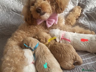 Maltipoo dogs Toy maltipoo puppies - Advert 7