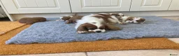 Cavalier King Charles Spaniel dogs for sale: KC ruby/blenheim pups - health tested parents - Advert 9