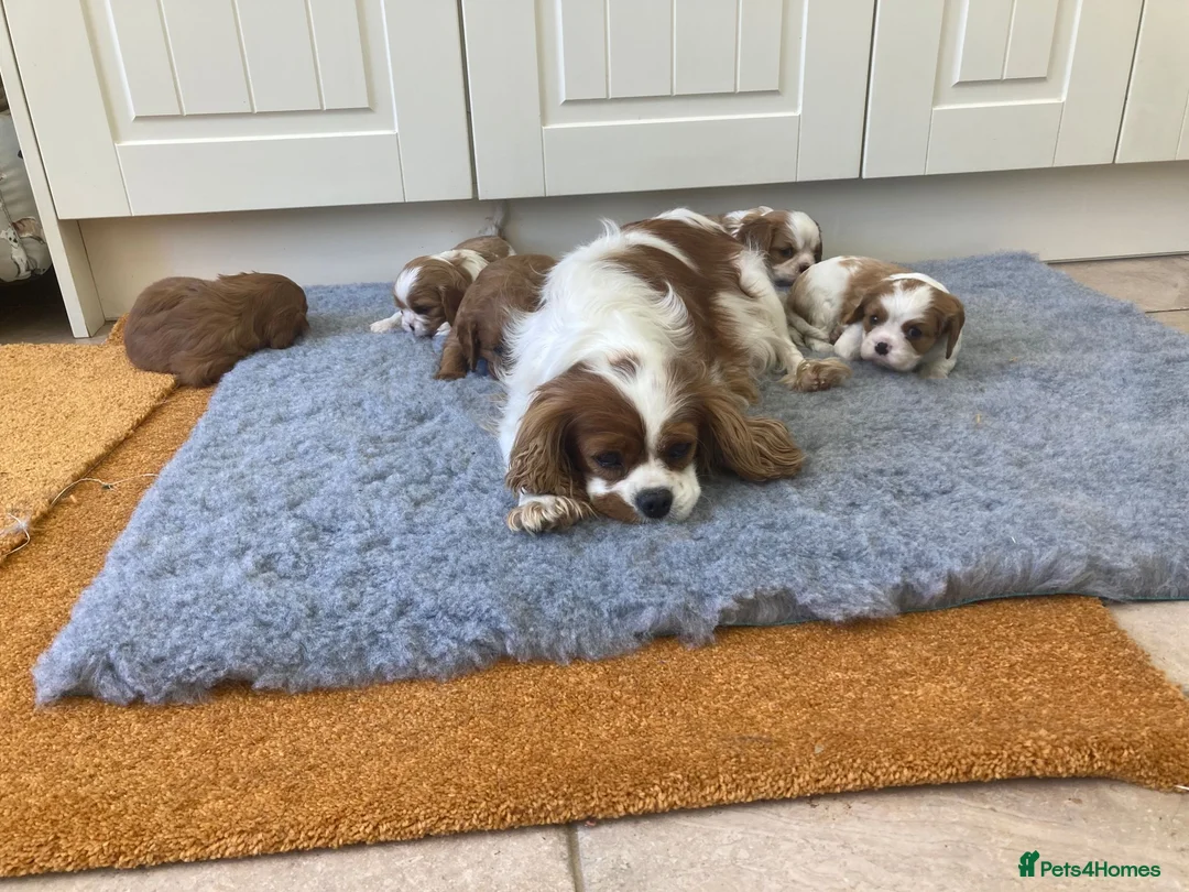 Cavalier King Charles Spaniel dogs for sale: KC ruby/blenheim pups - health tested parents - Advert 9