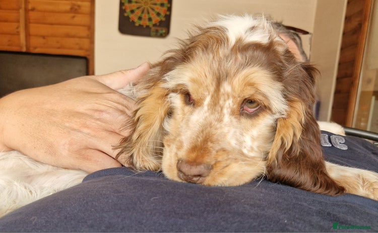 Cocker Spaniel dogs in Bristol - Advert 10
