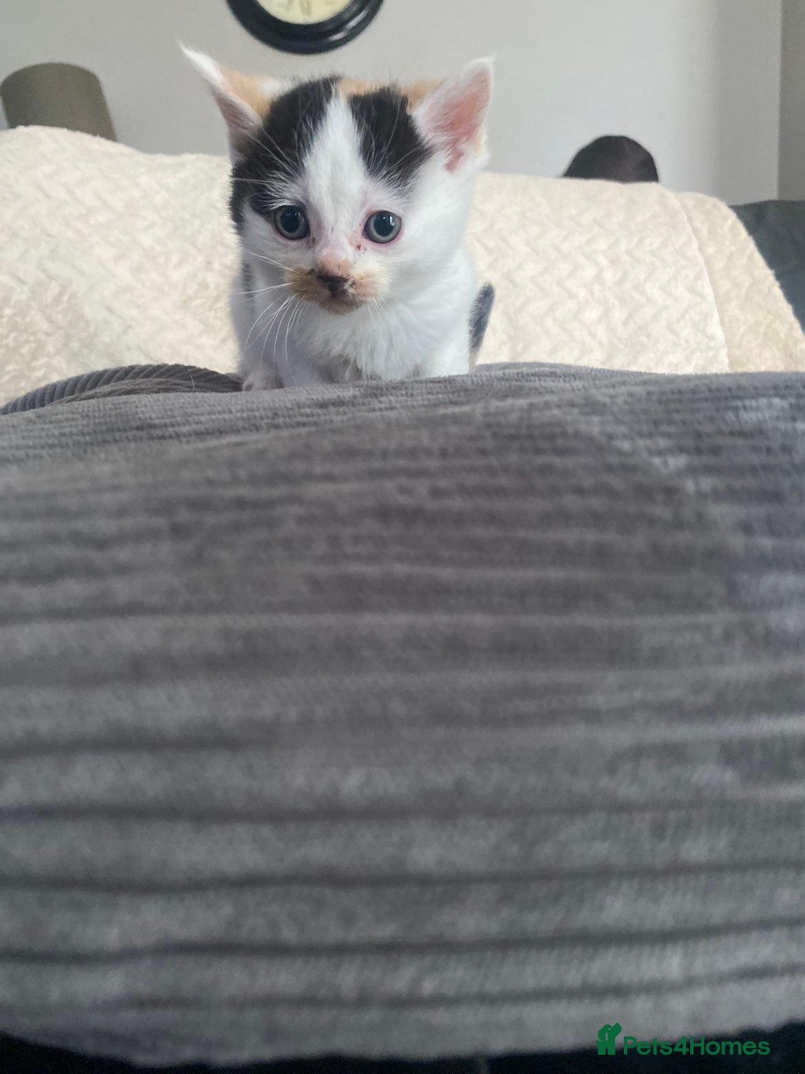 Mixed Breed cats calico female cat  - Advert 2