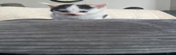 Mixed Breed cats for sale: calico female cat  - Advert 1