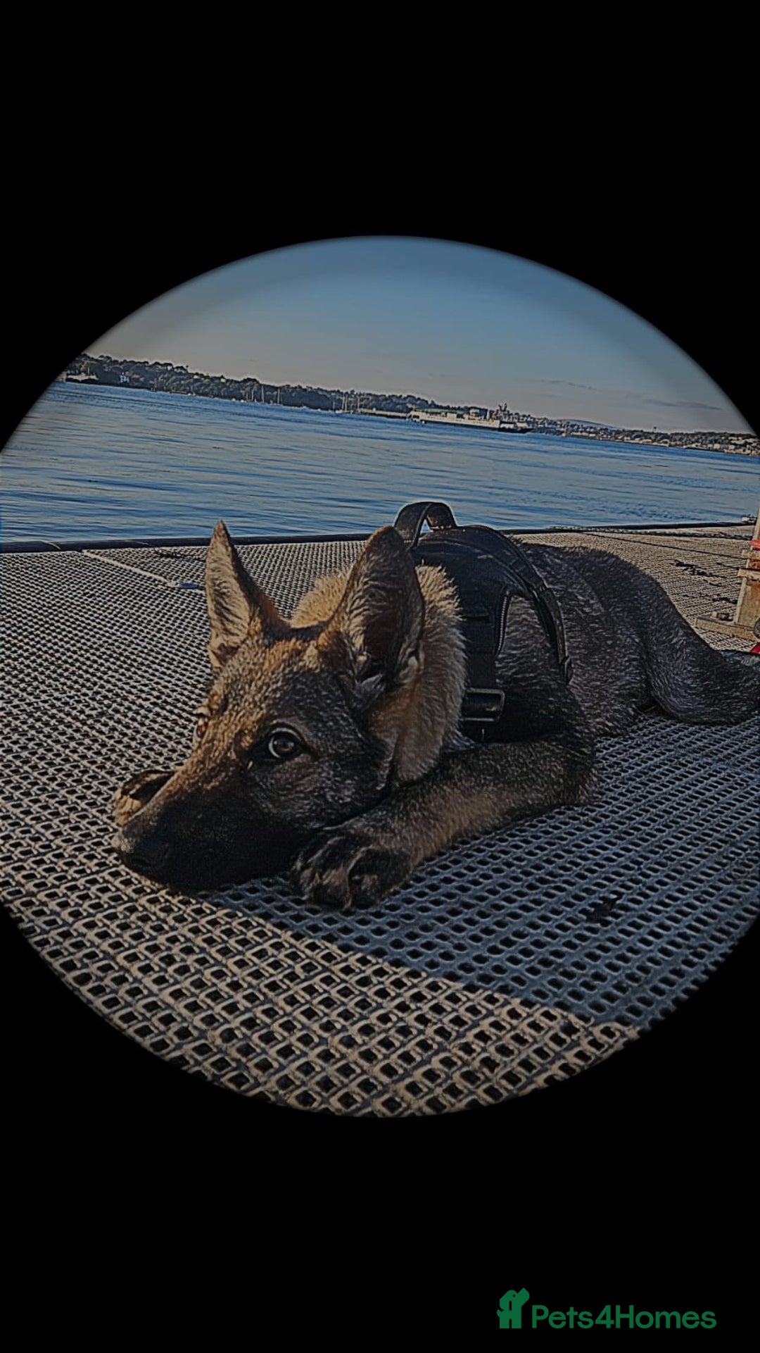 Mixed Breed dogs for sale: Czechoslovakian wolfdog  - Advert 3