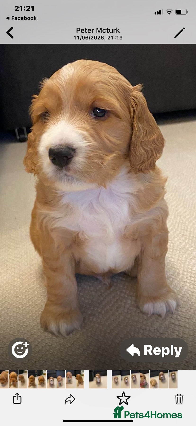 Cocker Spaniel dogs Beautiful Cockerspaniel Puppies For Sale - Advert 2