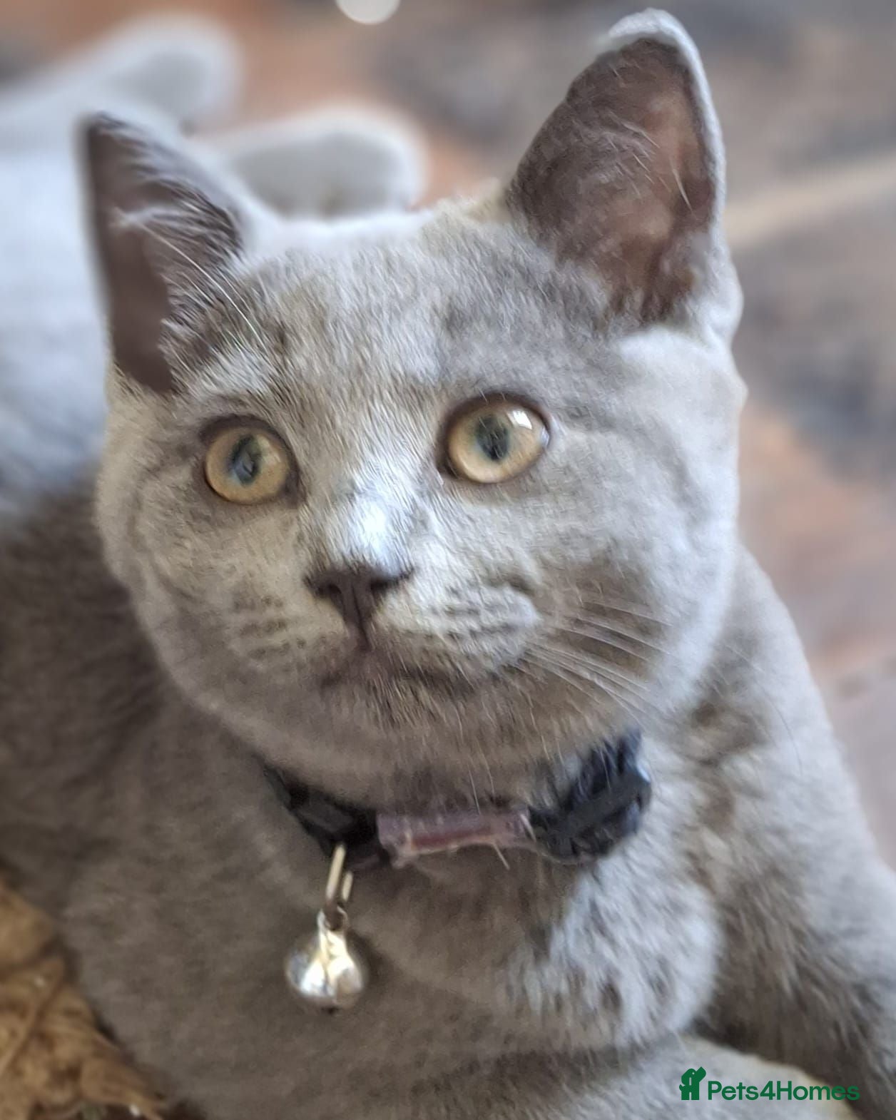 British Shorthair cats Female British blue x Russian blue kitten - Advert 1