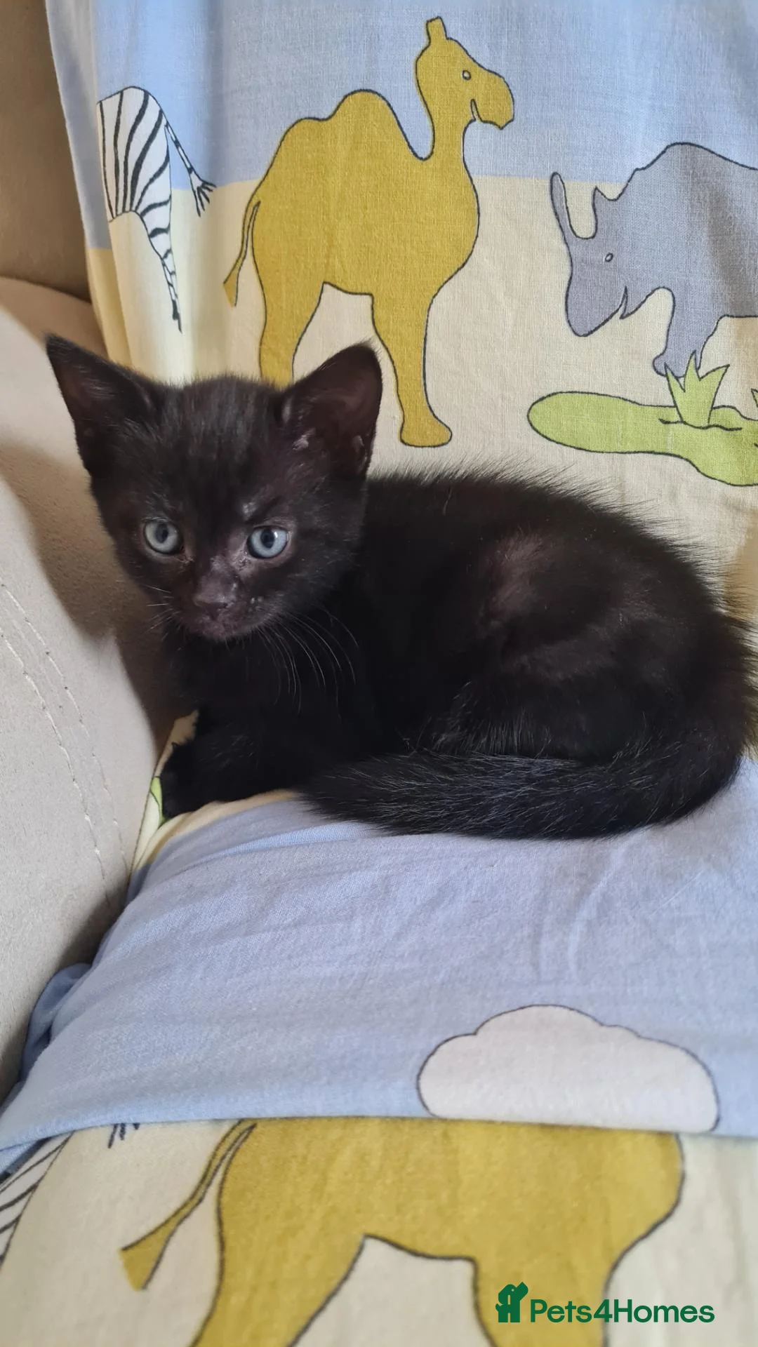Mixed Breed cats for sale: Two Beautiful Female Kittens Looking for Homes 🐾 in Spalding - Advert 11