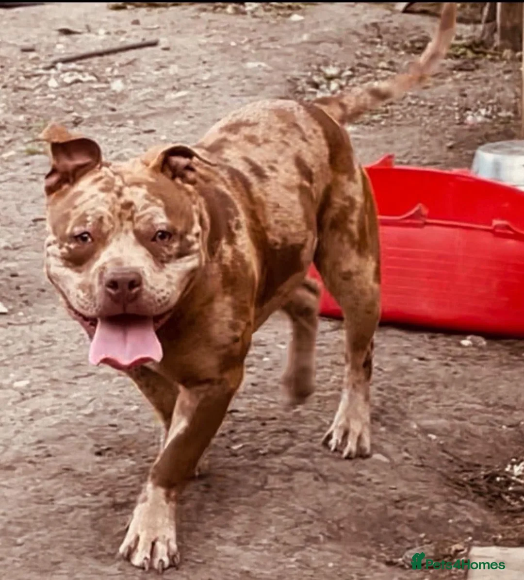 American Bully dogs for sale: Pocket Blully - Advert 2