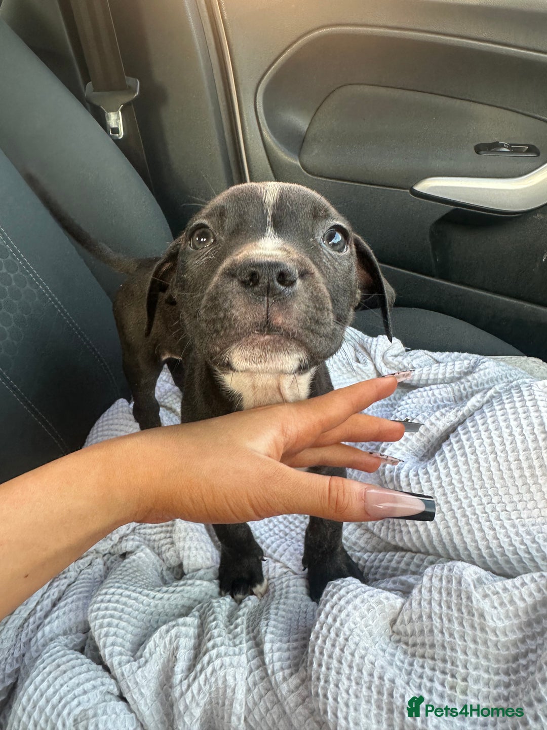 Mixed Breed dogs for sale: Staff x cane corso puppies - Image 19