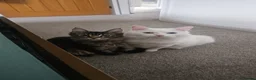 Mixed Breed cats for sale: Maine coon x kittens in Southend-on-Sea - Advert 12