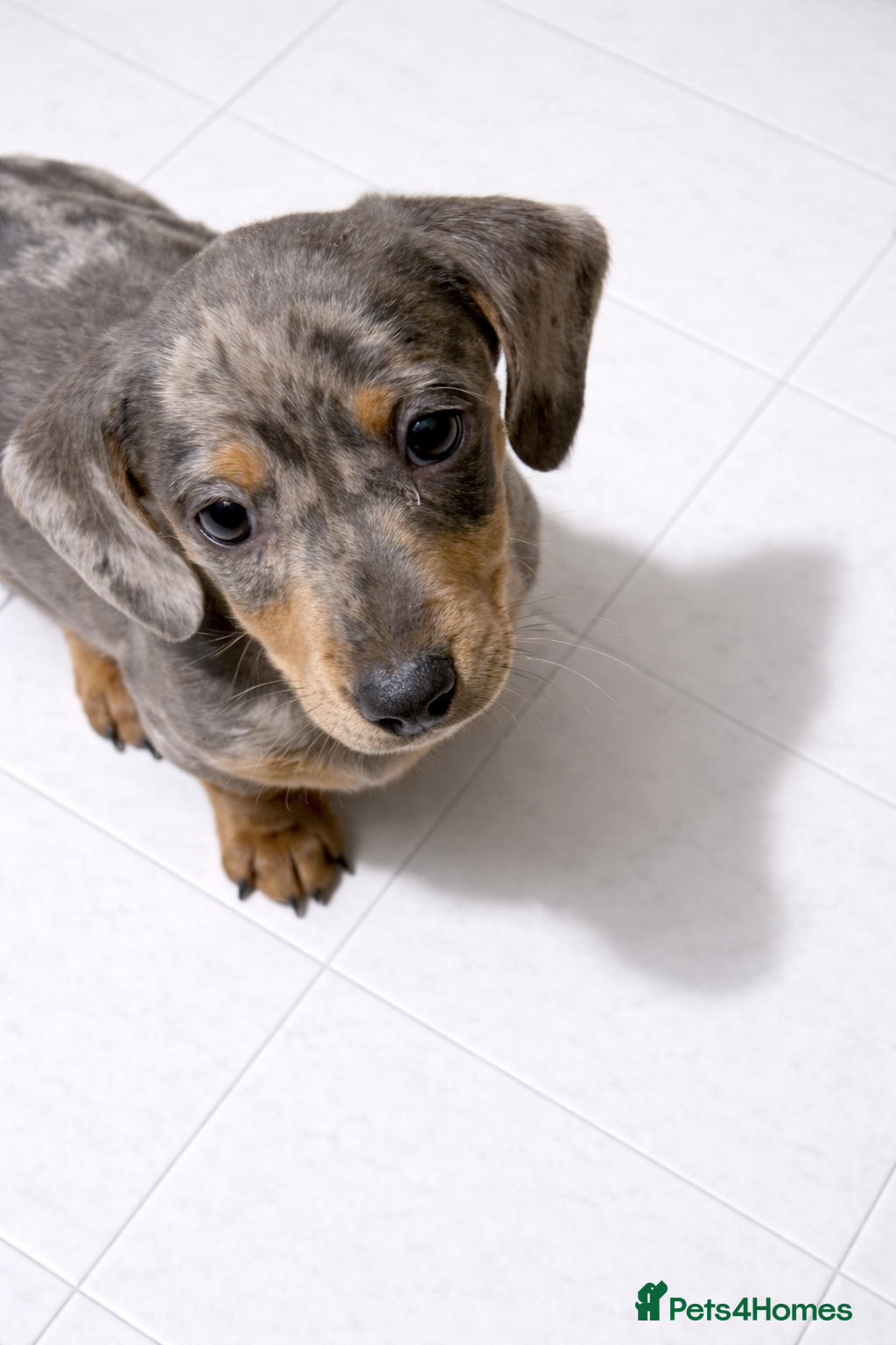 Dachshund dogs Dachshund puppies  - Advert 13