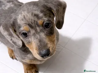 Dachshund dogs Dachshund puppies - Advert 13