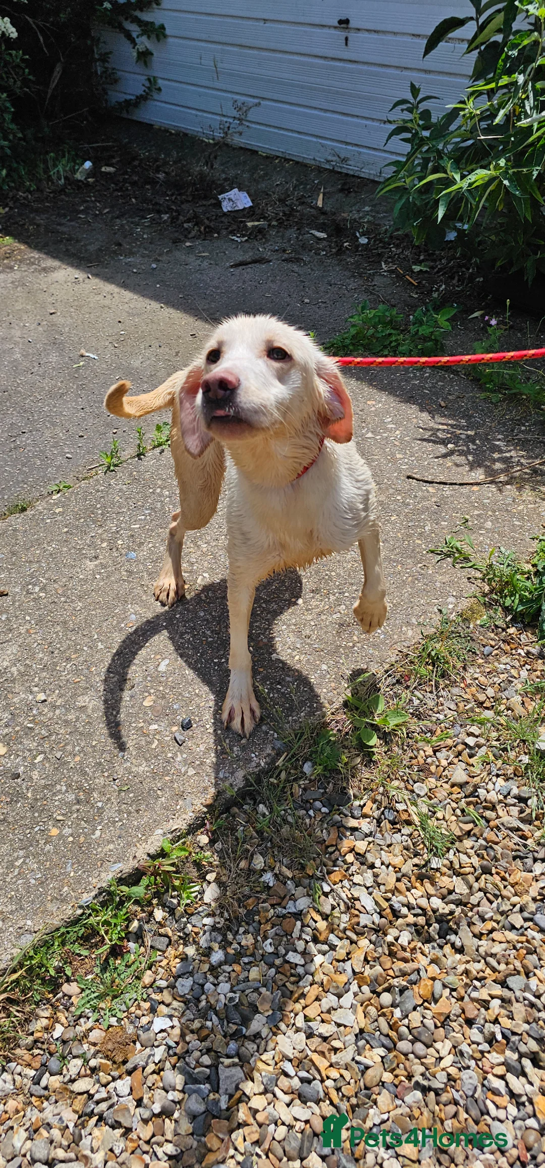 Labrador Retriever dogs for sale: White labrador retriever  - Advert 1