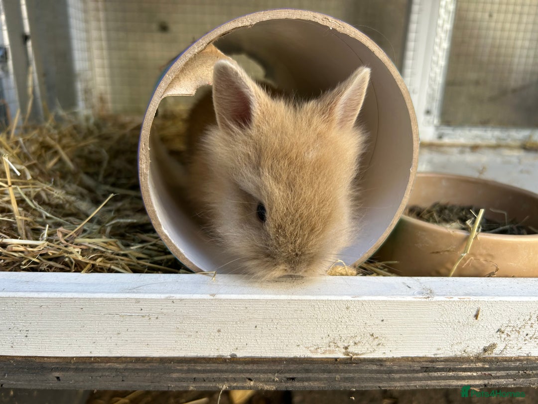 Lionhead rabbits for sale: Lion head baby bunnies  - Image 5