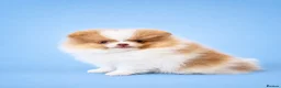 Pomeranian dogs for sale: ✨🐾 Exceptional KC Pom Boy Rare Isabella Parti💖 - Advert 5