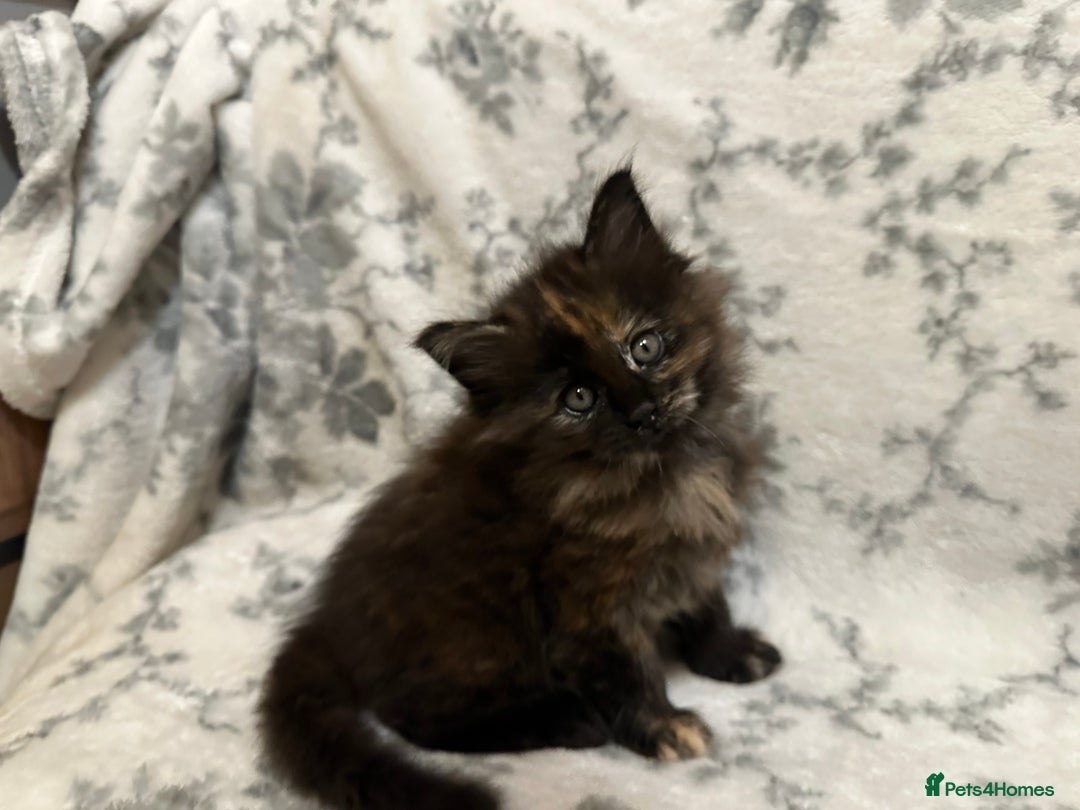 Maine Coon cats for sale: Maine coon babies - Advert 8