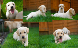 Labrador Retriever dogs for sale: Exceptional Health Tested KC Labrador Puppies - Image 5