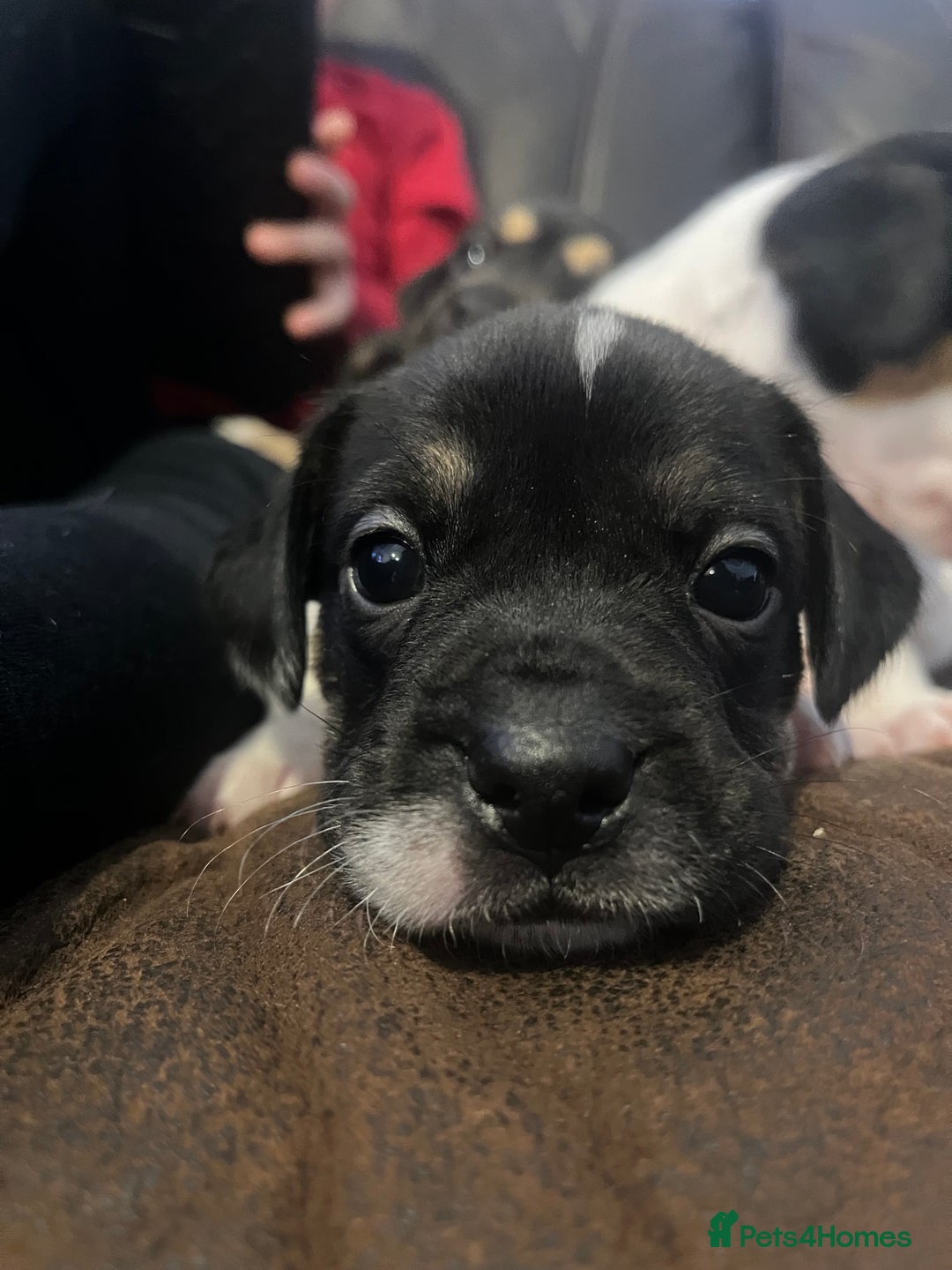 Mixed Breed dogs for sale: French Bulldog Cross Puppies - Advert 8