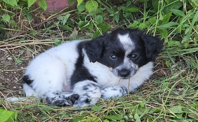 Mixed Breed dogs - Advert 9