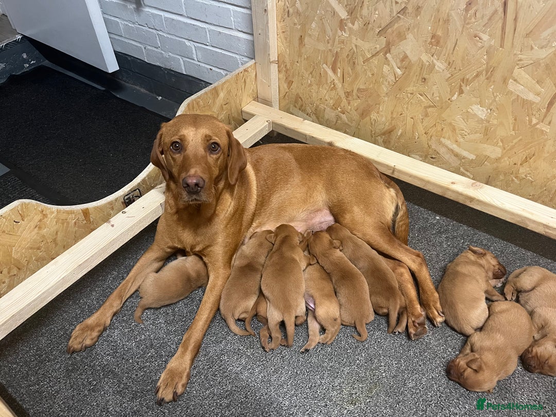 Labrador Retriever dogs for sale: Fox Red Labrador pups for sale - Image 4