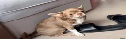 Chihuahua dogs for sale: Kc registered female adult  - Advert 3