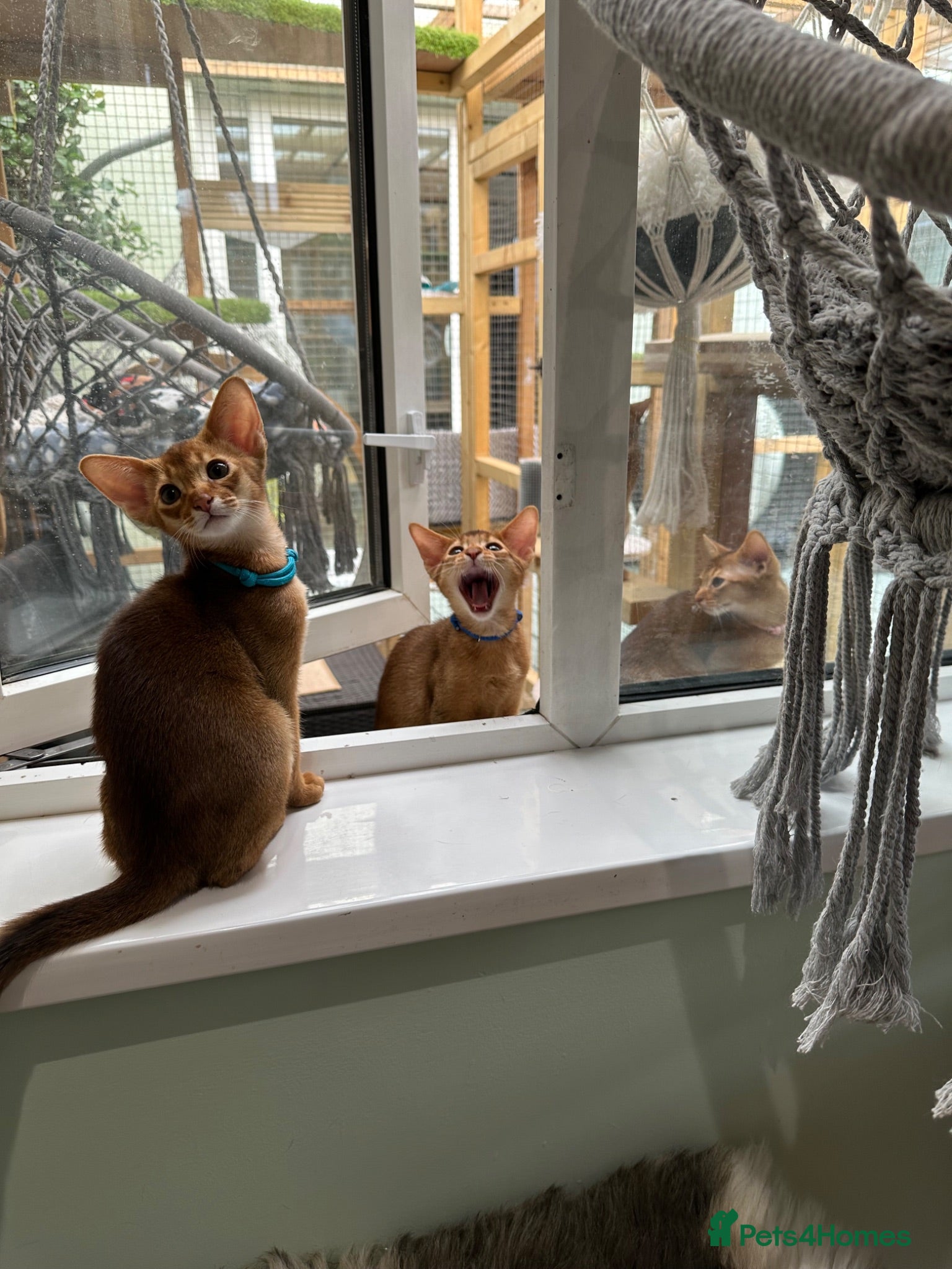 Abyssinian cats Abyssinian kittens  - Advert 7