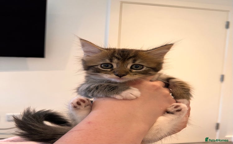 Domestic Shorthair cats for sale - Advert 1